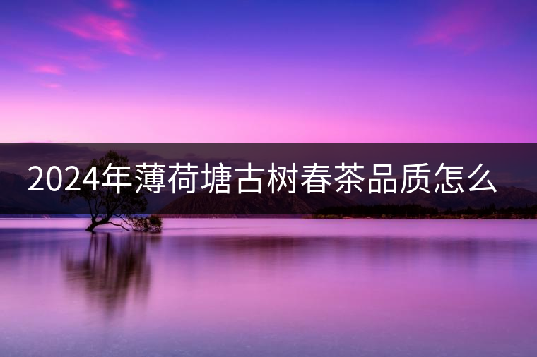 2024年薄荷塘古樹春茶品質怎么樣？