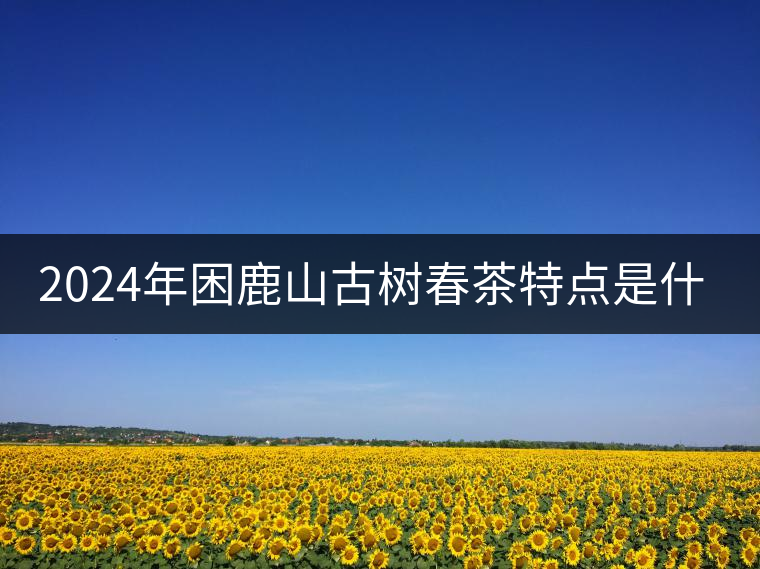 2024年困鹿山古樹春茶特點(diǎn)是什么？