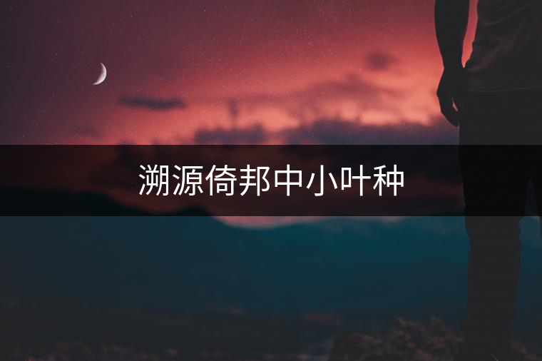 溯源倚邦中小葉種 溯源倚邦中小葉種