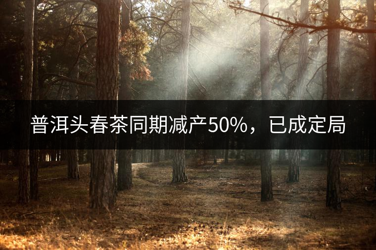 普洱頭春茶同期減產(chǎn)50%，已成定局