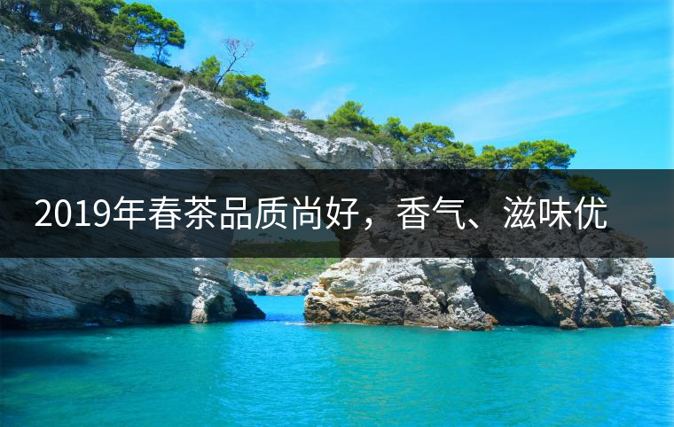 2019年春茶品質(zhì)尚好，香氣、滋味優(yōu)于去年