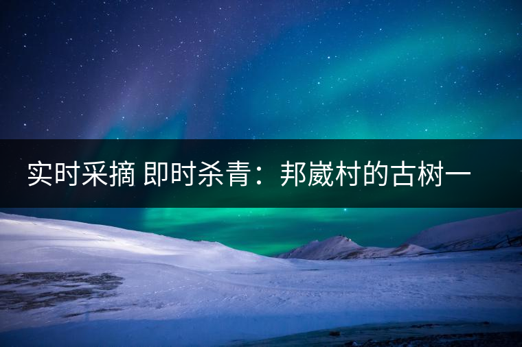 實時采摘 即時殺青：邦崴村的古樹一般都比較高大，我今年爬到10米高的樹梢上拍茶農(nóng)采茶，一顆完整的古樹頭春茶的采摘需要6-7個婦女花半個小時共同完成，鮮葉才下來以后要及時殺青，才能保證茶葉后期的鮮爽感。