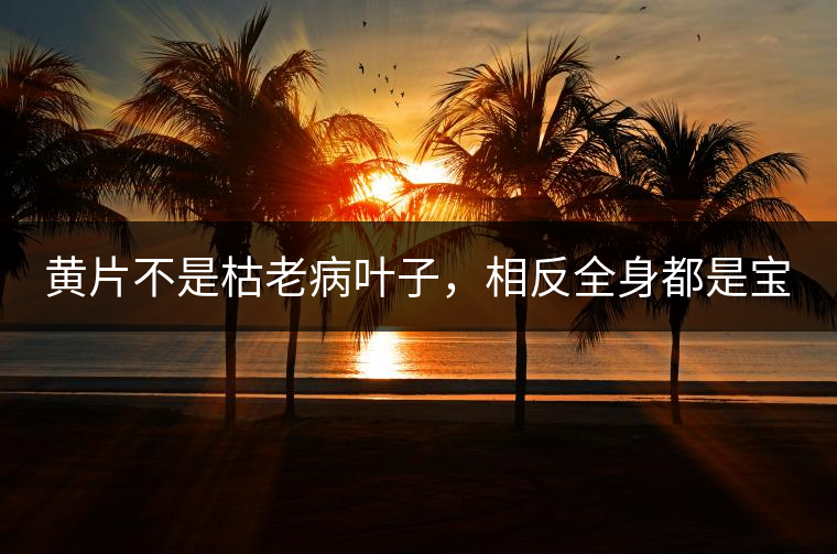 黃片不是枯老病葉子，相反全身都是寶