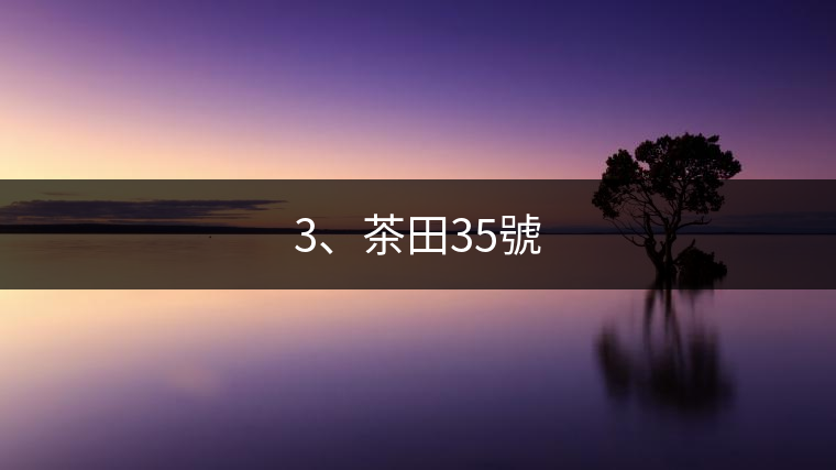 3、茶田35號(hào)