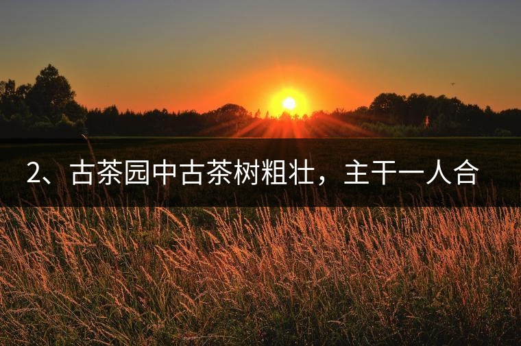 2、古茶園中古茶樹粗壯，主干一人合圍吃力，枝杈壯碩