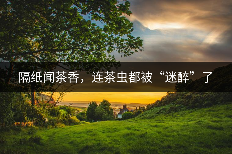 隔紙聞茶香，連茶蟲都被“迷醉”了