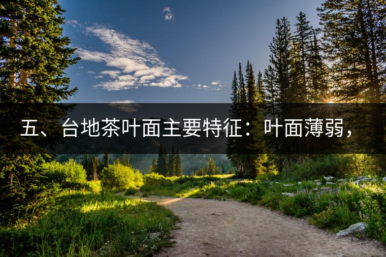 五、臺地茶葉面主要特征：葉面薄弱，如薄紙易折;沖泡之后無力恢復(fù)彈性，甚至多次沖泡也不能展開，葉子愈薄愈差。