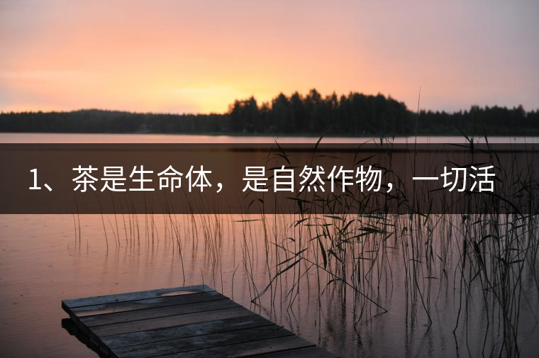 1、茶是生命體，是自然作物，一切活動受自然規(guī)律影響。