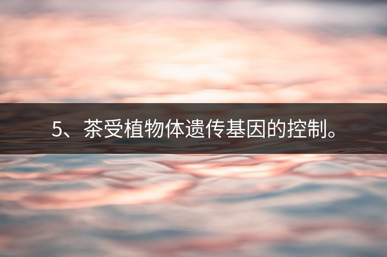 5、茶受植物體遺傳基因的控制。
