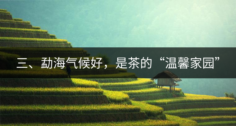 三、勐海氣候好，是茶的“溫馨家園”