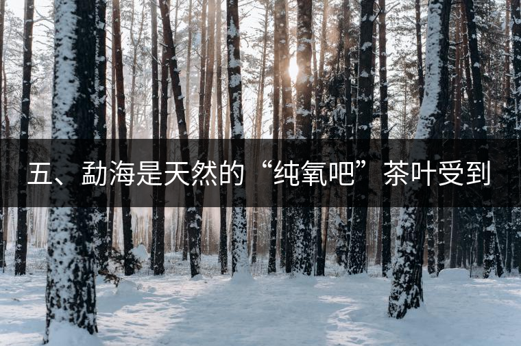 五、勐海是天然的“純氧吧”茶葉受到很好的潤(rùn)澤