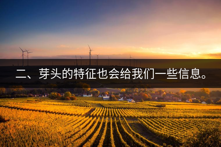 二、芽頭的特征也會給我們一些信息。