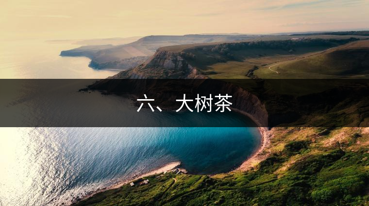 六、大樹茶