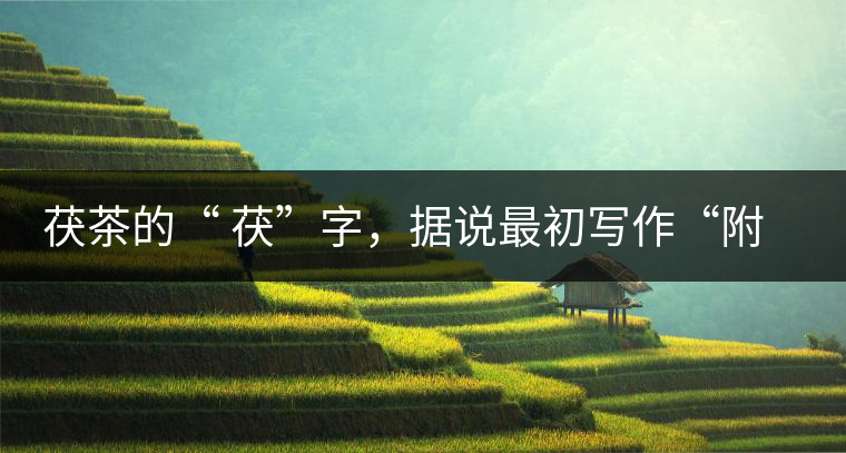 茯茶的“ 茯”字，據(jù)說最初寫作“附”，意思就是非“正”品，次等貨。茯磚茶選料多用質(zhì)地很老的茶葉，加上茶梗與枝葉拼配。陳化后，性溫，有著獨特的營養(yǎng)價值，更有助于幫助消化去膩。有些時候，茶傳播也有尷尬的時候，今天中原大地流行喝陳茶的時候，這個地方卻開始喝新茶。喝也喝出問題來，磚茶不適合品新，因為老枝葉含氟高的緣故，許多牧民甚至氟中毒，國家正在著手解決這一問題。但從根本上來說，還是需要消費者回到自己的傳統(tǒng)，把茶葉的儲藏習慣繼續(xù)保留。