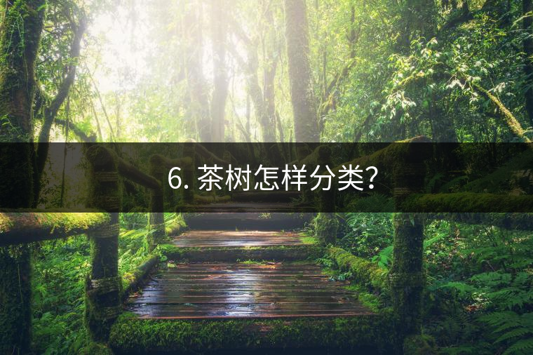 ? 6. 茶樹(shù)怎樣分類？