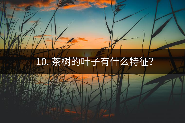 ? 10. 茶樹(shù)的葉子有什么特征？
