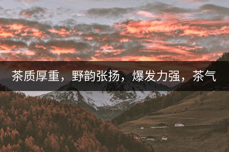 茶質(zhì)厚重，野韻張揚(yáng)，爆發(fā)力強(qiáng)，茶氣十足