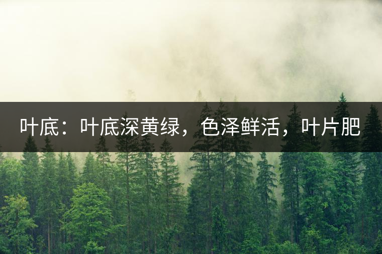 葉底：葉底深黃綠，色澤鮮活，葉片肥厚，梗莖肥壯，而且非常柔韌。