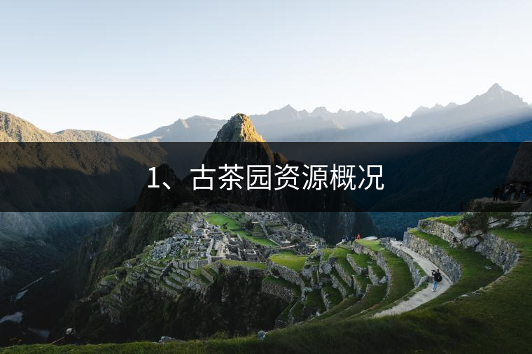 1、古茶園資源概況