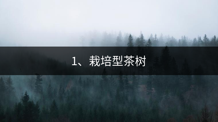 1、栽培型茶樹