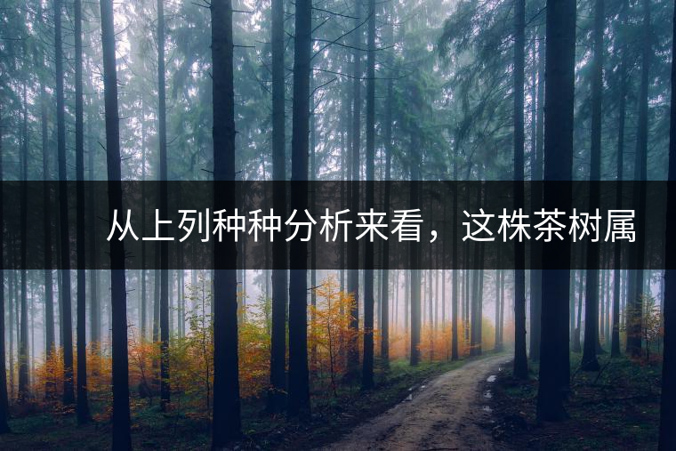 　　從上列種種分析來看，這株茶樹屬野生類型應(yīng)無疑問。