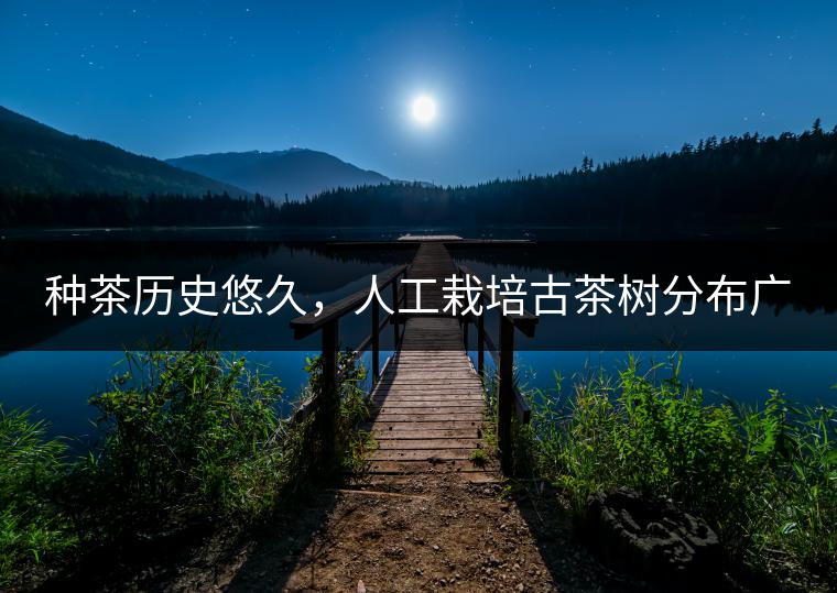 種茶歷史悠久，人工栽培古茶樹分布廣