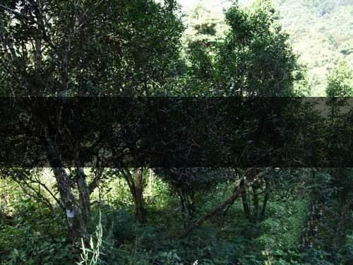 云南省昆明市茶業(yè)簡述（四）