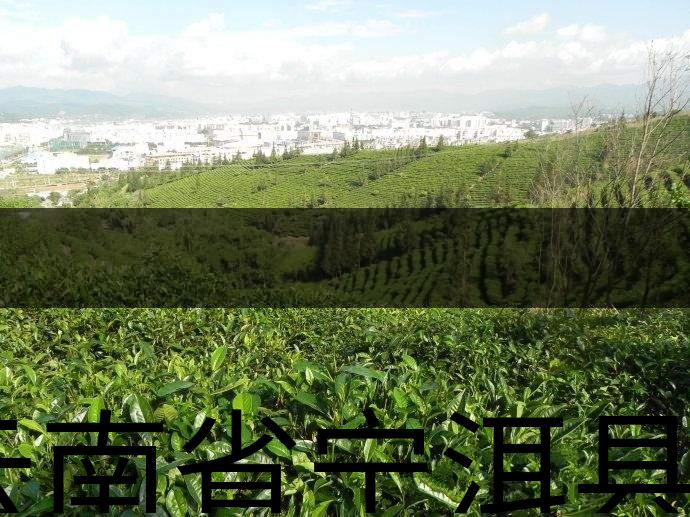 云南省寧洱縣茶業(yè)概況簡(jiǎn)述（上）