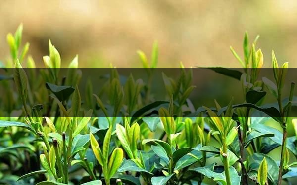 不同的身體癥狀分別該喝什么茶？