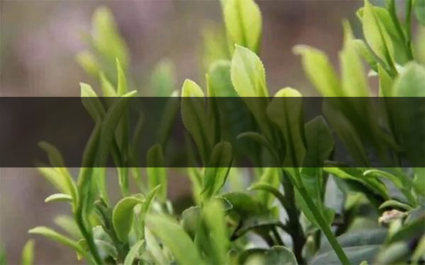 什么是雨前茶？雨前茶有何特點？