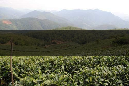 云南省景谷縣茶業(yè)概況簡(jiǎn)述(一) 云南省景谷縣茶業(yè)概況簡(jiǎn)述(一)