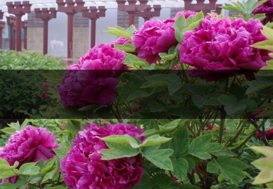 怎樣晾曬牡丹花牡丹花的曬干方法