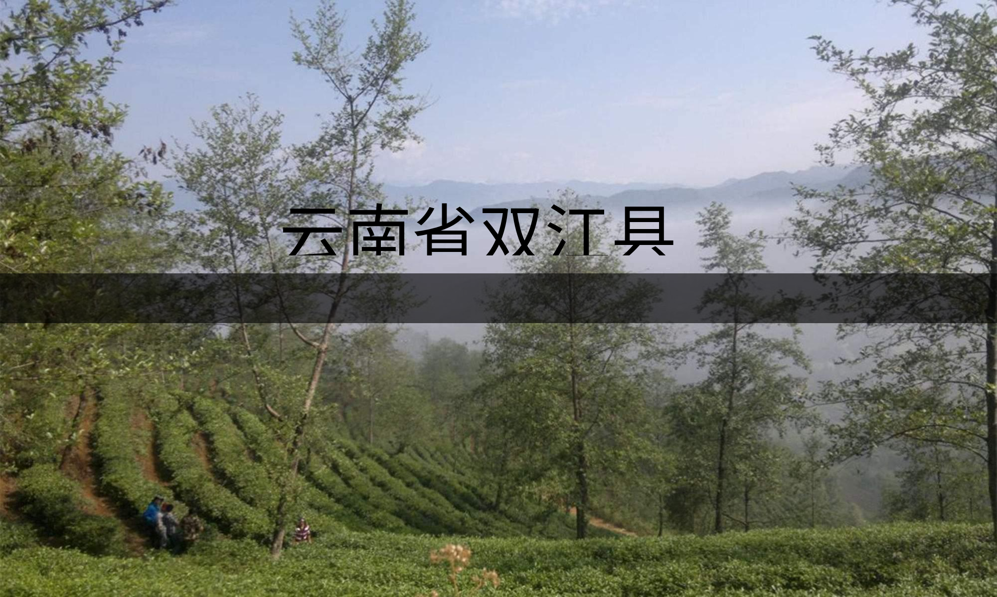 云南省雙江縣茶業(yè)概況簡(jiǎn)述