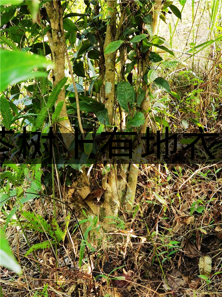 茶樹上有地衣或苔蘚是不是有害的？