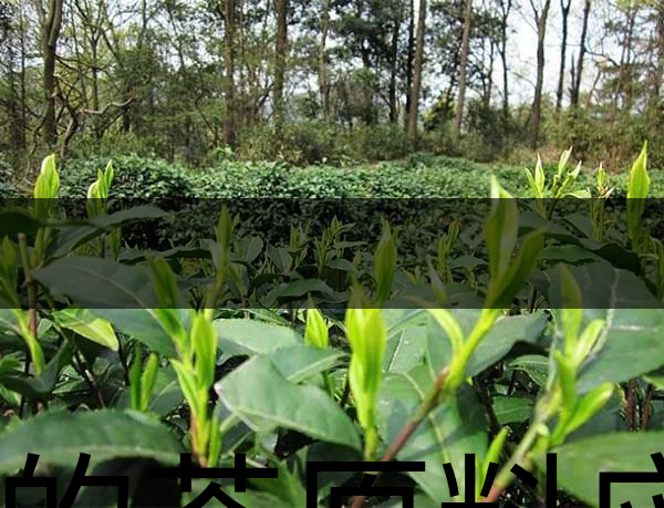 好的茶原料應(yīng)具備的幾個必要條件？