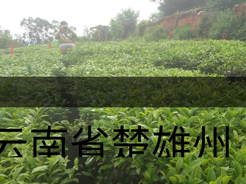 云南省楚雄州牟定縣茶業(yè)概況簡(jiǎn)述 云南省楚雄州牟定縣茶業(yè)概況簡(jiǎn)述