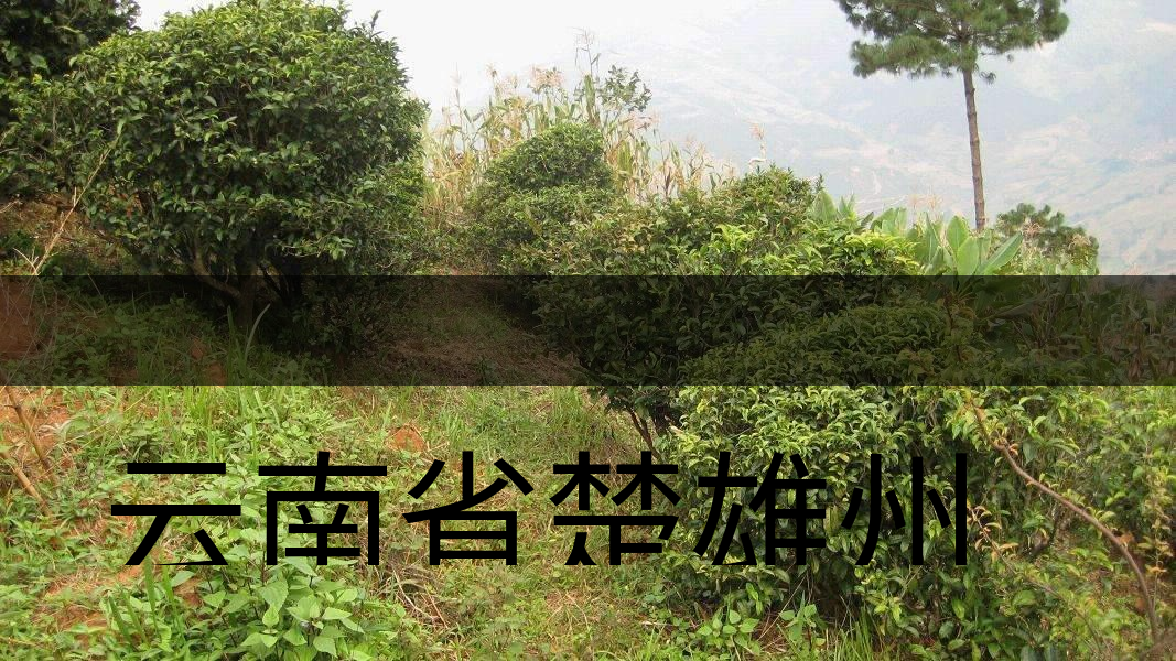 云南省楚雄州雙柏縣茶業(yè)概況簡(jiǎn)述(下篇) 云南省楚雄州雙柏縣茶業(yè)概況簡(jiǎn)述(下篇)