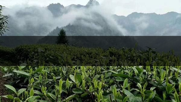 茶葉的甜爽和甘爽各是什么感覺？