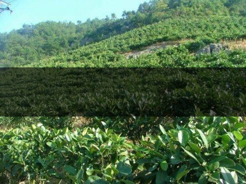 無公害茶葉生產規(guī)范的條件有哪些？（下篇）