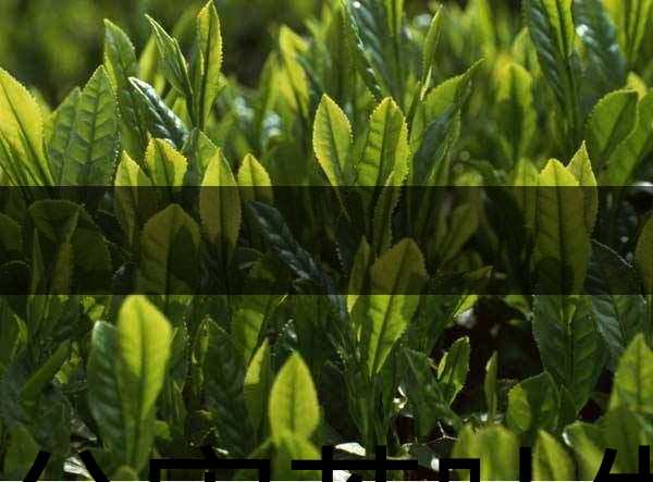 無(wú)公害茶葉生產(chǎn)規(guī)范的條件有哪些？（上篇）