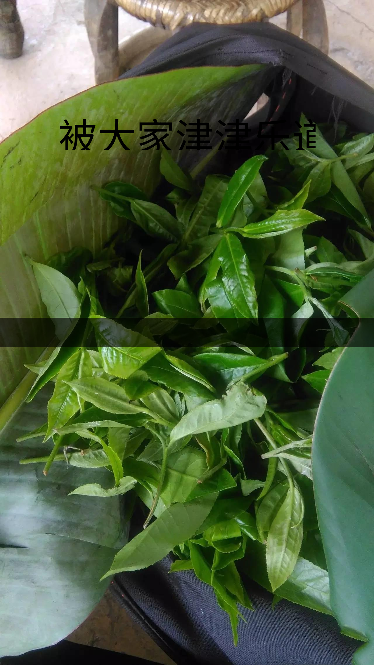 被大家津津樂道的森林茶，你知道是什么？-1-1