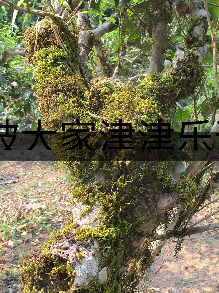 被大家津津樂道的森林茶，你知道是什么？-3-1