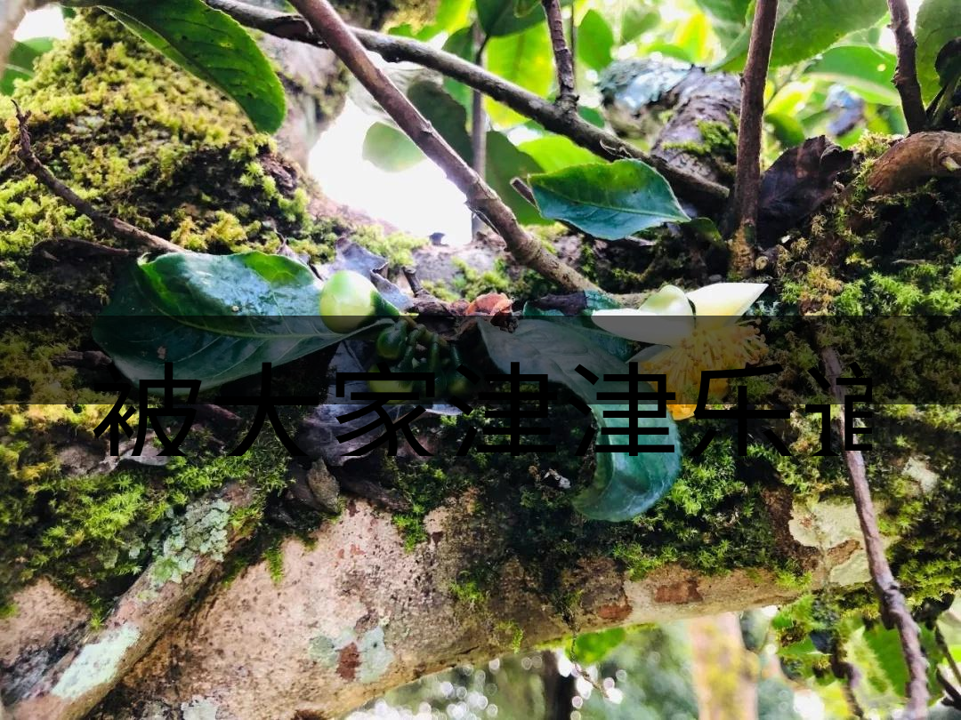 被大家津津樂道的森林茶，你知道是什么？-4-1