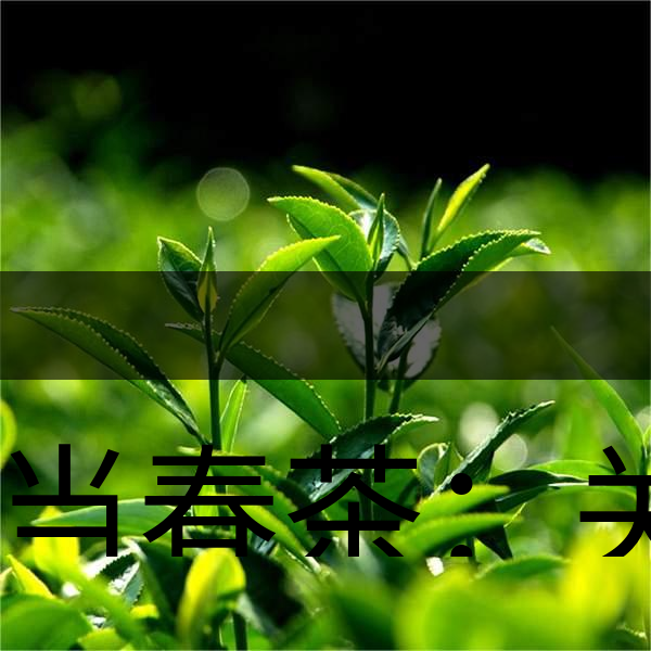 正當(dāng)春茶：關(guān)于這些茶知識你知道嗎？-1