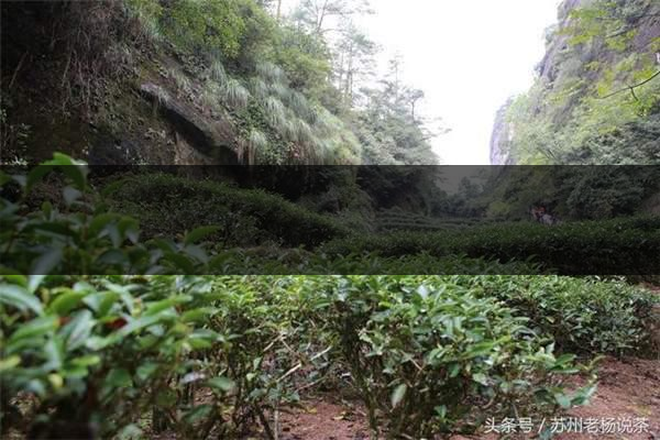 老楊說(shuō)茶：武夷尋茶之三：巖茶巖韻形成的四-6
