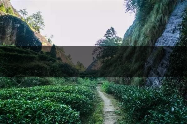 喝武夷山巖茶的香，什么是工藝香？-4