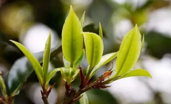 一杯刮風(fēng)寨，邂逅山野之韻