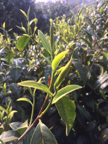 為什么古樹普洱春茶這么受追捧？