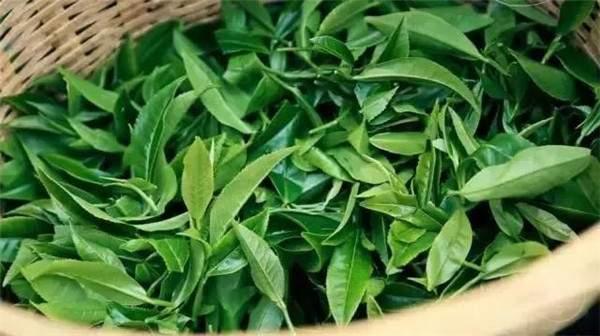 2021年曼秀古樹茶，易武的超級黑馬