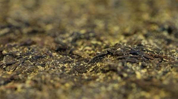 你手中的茯茶金花有可能是假金花？